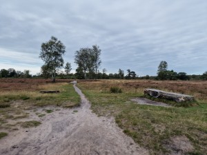 
                            <b>Balloërveld - Picknickbankje met heide</b><br>
                                                        <b>ISO:</b> 50 | <b>Sluitertijd:</b> 1/8065 | <b>Diafragma:</b> f/1.8 | <b>Datum:</b> 2024-09-30

                        