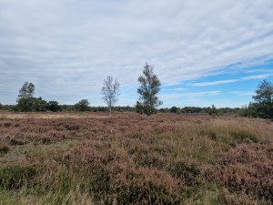 
                            <b>Balloërveld - Heide met bomen en lucht</b><br>
                                                        <b>ISO:</b> 50 | <b>Sluitertijd:</b> 1/7874 | <b>Diafragma:</b> f/1.8 | <b>Datum:</b> 2024-09-30

                        