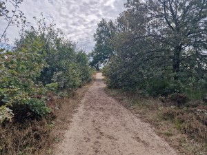 
                            <b>Balloërveld - Zandpad met bomen en lucht</b><br>
                                                        <b>ISO:</b> 50 | <b>Sluitertijd:</b> 1/860 | <b>Diafragma:</b> f/1.8 | <b>Datum:</b> 2024-09-30

                        