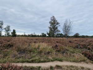
                            <b>Balloërveld - wandelpad met heide</b><br>
                                                        <b>ISO:</b> 50 | <b>Sluitertijd:</b> 1/7299 | <b>Diafragma:</b> f/1.8 | <b>Datum:</b> 2024-09-30

                        