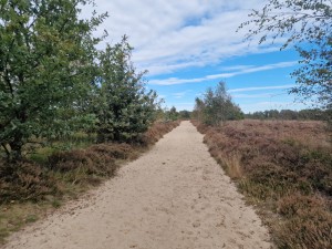 
                            <b>Balloërveld - Zandpad met heide</b><br>
                                                        <b>ISO:</b> 50 | <b>Sluitertijd:</b> 1/5556 | <b>Diafragma:</b> f/1.8 | <b>Datum:</b> 2024-09-30

                        