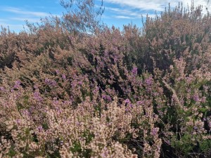 
                            <b>Balloërveld - Heide</b><br>
                                                        <b>ISO:</b> 50 | <b>Sluitertijd:</b> 1/396 | <b>Diafragma:</b> f/1.8 | <b>Datum:</b> 2024-09-30

                        