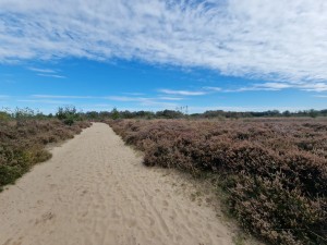 
                            <b>Balloërveld - Zandpad met lucht en heide</b><br>
                                                        <b>ISO:</b> 50 | <b>Sluitertijd:</b> 1/1905 | <b>Diafragma:</b> f/2.2 | <b>Datum:</b> 2024-09-30

                        