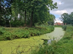 
                            <b>Water en groen in het Sterrebos</b><br>
                                                        <b>ISO:</b> 50 | <b>Sluitertijd:</b> 1/274 | <b>Diafragma:</b> f/1.8 | <b>Datum:</b> 2024-08-17

                        