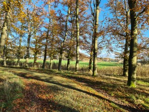 
                            <b>Wandelpad naast kasteel Heeswijk</b><br>
                                                        <b>ISO:</b> 50 | <b>Sluitertijd:</b> 1/261 | <b>Diafragma:</b> f/1.8 | <b>Datum:</b> 2023-11-17

                        
