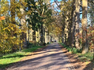 
                            <b>Weg richting kasteel Heeswijk.</b><br>
                                                        <b>ISO:</b> 50 | <b>Sluitertijd:</b> 1/100 | <b>Diafragma:</b> f/1.8 | <b>Datum:</b> 2023-11-17

                        