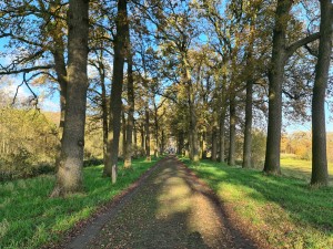 
                            <b>Wandelpad naar kasteel Heeswijk</b><br>
                                                        <b>ISO:</b> 50 | <b>Sluitertijd:</b> 1/138 | <b>Diafragma:</b> f/1.8 | <b>Datum:</b> 2023-11-17

                        