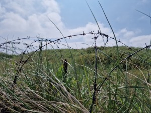 
                            <b>Duinen met prikkeldraad naast het Bunkermuseum</b><br>
                                                        <b>ISO:</b> 50 | <b>Sluitertijd:</b> 1/18519 | <b>Diafragma:</b> f/1.8 | <b>Datum:</b> 2024-05-25

                        