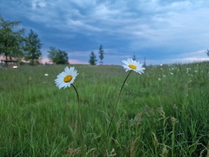 
                            <b>Madeliefjes in het gras in het wandelgebied, tijdens bewolkt weer</b><br>
                                                        <b>ISO:</b> 50 | <b>Sluitertijd:</b> 1/100 | <b>Diafragma:</b> f/1.8 | <b>Datum:</b> 2024-05-13

                        