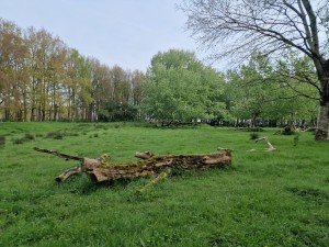 
                            <b>Omgevallen boomstam in een groen bosgebied.</b><br>
                                                        <b>ISO:</b> 50 | <b>Sluitertijd:</b> 1/3846 | <b>Diafragma:</b> f/1.8 | <b>Datum:</b> 2024-04-27

                        
