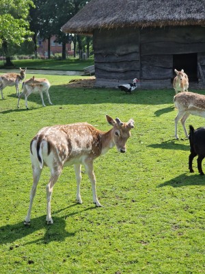 
                            <b>Dieren bij het Hertenkamp</b><br>
                                                        <b>ISO:</b> 50 | <b>Sluitertijd:</b> 1/1359 | <b>Diafragma:</b> f/2.4 | <b>Datum:</b> 2024-05-26

                        