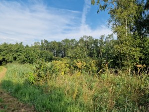 
                            <b>Op het fietspad ter hoogte van de Rijpmaweg met een blauwe lucht</b><br>
                                                        <b>ISO:</b> 50 | <b>Sluitertijd:</b> 1/7813 | <b>Diafragma:</b> f/1.8 | <b>Datum:</b> 2024-07-21

                        