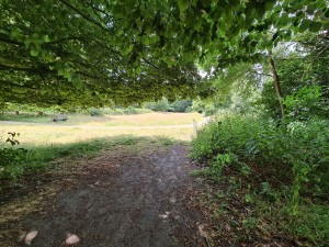 
                            <b>Onder de bomen, met in het zicht een stukje oud woltjespoor dat is herlegt</b><br>
                                                        <b>ISO:</b> 64 | <b>Sluitertijd:</b> 1/1080 | <b>Diafragma:</b> f/2.2 | <b>Datum:</b> 2023-07-03

                        
