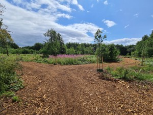 
                            <b>In het voormalig naaldbos met de herplanting van nieuwe bomen, onder een blauwe lucht</b><br>
                                                        <b>ISO:</b> 64 | <b>Sluitertijd:</b> 1/2904 | <b>Diafragma:</b> f/2.2 | <b>Datum:</b> 2023-07-03

                        