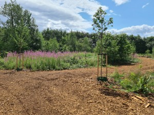 
                            <b>In het voormalig naaldbos met de herplanting van nieuwe bomen, onder een blauwe lucht</b><br>
                                                        <b>ISO:</b> 50 | <b>Sluitertijd:</b> 1/1232 | <b>Diafragma:</b> f/1.8 | <b>Datum:</b> 2023-07-03

                        