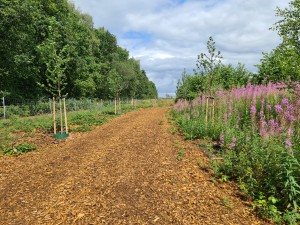
                            <b>In het voormalig naaldbos met de herplanting van nieuwe bomen, onder een blauwe lucht</b><br>
                                                        <b>ISO:</b> 50 | <b>Sluitertijd:</b> 1/904 | <b>Diafragma:</b> f/1.8 | <b>Datum:</b> 2023-07-03

                        