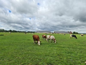 
                            <b>Koeien op het weiland, onder een bewolkte lucht</b><br>
                                                        <b>ISO:</b> 50 | <b>Sluitertijd:</b> 1/1006 | <b>Diafragma:</b> f/1.8 | <b>Datum:</b> 2023-07-05

                        