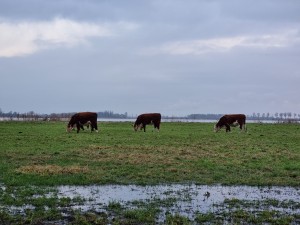 
                            <b>Koeien grazen in het land onder een bewolkte lucht</b><br>
                                                        <b>ISO:</b> 80 | <b>Sluitertijd:</b> 1/50 | <b>Diafragma:</b> f/2.4 | <b>Datum:</b> 2023-12-14

                        