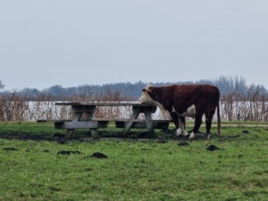 
                            <b>Koe leunt op een picknickbank onder een bewolkte lucht</b><br>
                                                        <b>ISO:</b> 400 | <b>Sluitertijd:</b> 1/33 | <b>Diafragma:</b> f/4.9 | <b>Datum:</b> 2023-12-14

                        