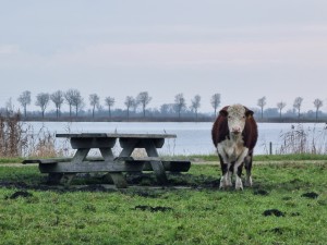 
                            <b>Koe kijkt naar de camera, naast een picknickbank onder een bewolkte lucht</b><br>
                                                        <b>ISO:</b> 400 | <b>Sluitertijd:</b> 1/30 | <b>Diafragma:</b> f/4.9 | <b>Datum:</b> 2023-12-14

                        