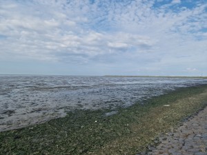 
                            <b>Op de dijk bij het Natuurreservaat Oosterland</b><br>
                                                        <b>ISO:</b> 50 | <b>Sluitertijd:</b> 1/13889 | <b>Diafragma:</b> f/1.8 | <b>Datum:</b> 2024-07-27

                        