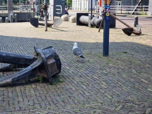
                            <b>meeuw en ankers bij de brug van Willemsoord onder een blauwe lucht</b><br>
                                                        <b>ISO:</b> 50 | <b>Sluitertijd:</b> 1/864 | <b>Diafragma:</b> f/2.4 | <b>Datum:</b> 2024-07-27

                        