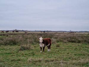 
                            <b>Oog in oog met een kalfje langs het wandelpad door 't Roegwold, onder een grijze lucht</b><br>
                                                        <b>ISO:</b> 125 | <b>Sluitertijd:</b> 1/50 | <b>Diafragma:</b> f/2.4 | <b>Datum:</b> 2024-10-31

                        