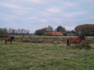 
                            <b>Wandelpad langs 't Roegwold met paarden in beeld, onder een grijze lucht</b><br>
                                                        <b>ISO:</b> 50 | <b>Sluitertijd:</b> 1/100 | <b>Diafragma:</b> f/2.4 | <b>Datum:</b> 2024-10-31

                        