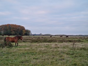 
                            <b>Wandelpad langs 't Roegwold met paarden in beeld, onder een grijze lucht</b><br>
                                                        <b>ISO:</b> 50 | <b>Sluitertijd:</b> 1/100 | <b>Diafragma:</b> f/2.4 | <b>Datum:</b> 2024-10-31

                        