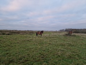 
                            <b>Wandelpad langs 't Roegwold met paarden in beeld, onder een grijze lucht</b><br>
                                                        <b>ISO:</b> 50 | <b>Sluitertijd:</b> 1/385 | <b>Diafragma:</b> f/1.8 | <b>Datum:</b> 2024-10-31

                        