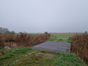 
                            <b>Natuurwandelgebied Woudbloem Duivelseiland, op de grens met Froombosch en Woudbloem</b><br>
                                                        <b>ISO:</b> 50 | <b>Sluitertijd:</b> 1/314 | <b>Diafragma:</b> f/1.8 | <b>Datum:</b> 2024-11-10

                        