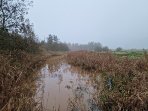 
                            <b>Natuurwandelgebied Woudbloem Duivelseiland, op de grens met Froombosch en Woudbloem</b><br>
                                                        <b>ISO:</b> 50 | <b>Sluitertijd:</b> 1/242 | <b>Diafragma:</b> f/1.8 | <b>Datum:</b> 2024-11-10

                        