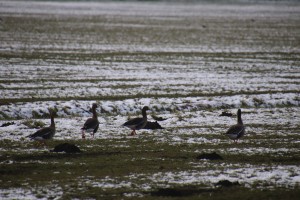 
                            <b>Vier ganzen lopen over een grasveld met sneeuwresten.</b><br>
                                                        <b>ISO:</b> 400 | <b>Sluitertijd:</b> 1/1000 | <b>Diafragma:</b> f/7.1 | <b>Datum:</b> 2025-02-16

                        