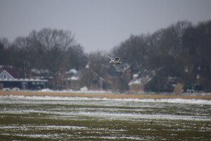 
                            <b>Vliegende vogel boven besneeuwd grasveld met gebouwen op de achtergrond.</b><br>
                                                        <b>ISO:</b> 500 | <b>Sluitertijd:</b> 1/1000 | <b>Diafragma:</b> f/6.3 | <b>Datum:</b> 2025-02-16

                        