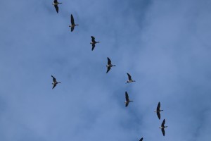 
                            <b>Een groep vogels vliegt in formatie door een blauwe lucht.</b><br>
                                                        <b>ISO:</b> 100 | <b>Sluitertijd:</b> 1/400 | <b>Diafragma:</b> f/7.1 | <b>Datum:</b> 2025-02-16

                        