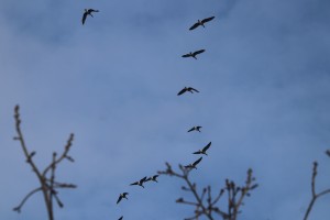 
                            <b>Vliegtuigformatie van vogels hoog in de lucht boven takken.</b><br>
                                                        <b>ISO:</b> 100 | <b>Sluitertijd:</b> 1/500 | <b>Diafragma:</b> f/7.1 | <b>Datum:</b> 2025-02-16

                        