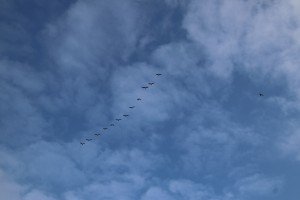 
                            <b>Vogels vliegen in formatie in de lucht.</b><br>
                                                        <b>ISO:</b> 100 | <b>Sluitertijd:</b> 1/320 | <b>Diafragma:</b> f/7.1 | <b>Datum:</b> 2025-02-16

                        