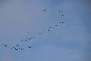 
                            <b>Vogelzwerm in V-formatie vliegt door de lucht.</b><br>
                                                        <b>ISO:</b> 200 | <b>Sluitertijd:</b> 1/800 | <b>Diafragma:</b> f/8.0 | <b>Datum:</b> 2025-02-16

                        