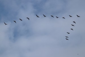 
                            <b>Vogels vliegen in formatie in de lucht.</b><br>
                                                        <b>ISO:</b> 160 | <b>Sluitertijd:</b> 1/500 | <b>Diafragma:</b> f/9.0 | <b>Datum:</b> 2025-02-16

                        