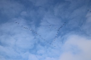 
                            <b>Vliegende vogels in V-formatie tegen een blauwe lucht.</b><br>
                                                        <b>ISO:</b> 100 | <b>Sluitertijd:</b> 1/400 | <b>Diafragma:</b> f/7.1 | <b>Datum:</b> 2025-02-16

                        