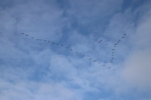 
                            <b>Een vlucht vogels in V-formatie tegen een blauwe lucht.</b><br>
                                                        <b>ISO:</b> 100 | <b>Sluitertijd:</b> 1/400 | <b>Diafragma:</b> f/8.0 | <b>Datum:</b> 2025-02-16

                        
