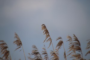 
                            <b>Rietstengels wiegen sierlijk in de wind tegen een blauwe lucht.</b><br>
                                                        <b>ISO:</b> 200 | <b>Sluitertijd:</b> 1/1000 | <b>Diafragma:</b> f/6.3 | <b>Datum:</b> 2025-02-16

                        