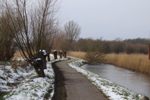 
                            <b>Sneeuw bedekt pad langs beek met knotwilgen.</b><br>
                                                        <b>ISO:</b> 100 | <b>Sluitertijd:</b> 1/250 | <b>Diafragma:</b> f/5.6 | <b>Datum:</b> 2025-02-16

                        