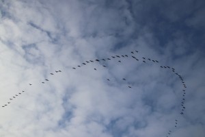 
                            <b>Vlucht vogels vormen een elegante V-patroon in de lucht.</b><br>
                                                        <b>ISO:</b> 100 | <b>Sluitertijd:</b> 1/400 | <b>Diafragma:</b> f/9.0 | <b>Datum:</b> 2025-02-16

                        