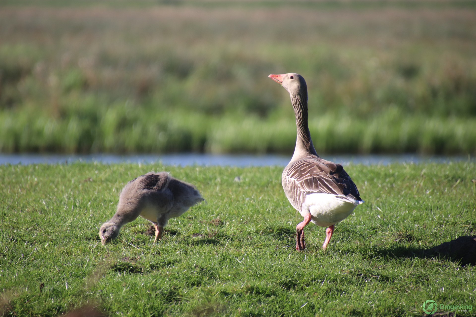 Foto van Woudbloem