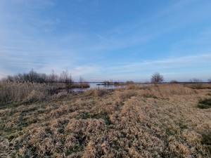 
                            <b>Weids uitzicht over een rustig meer omringd door riet en gras.</b><br>
                                                        <b>ISO:</b> 50 | <b>Sluitertijd:</b> 1/177 | <b>Diafragma:</b> f/2.2 | <b>Datum:</b> 2025-02-19

                        