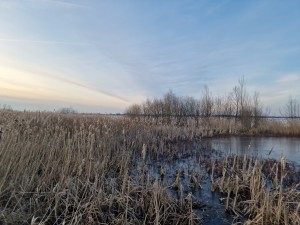 
                            <b>Rietvelden en water in een uitgestrekt natuurgebied 't Roegwold.</b><br>
                                                        <b>ISO:</b> 50 | <b>Sluitertijd:</b> 1/742 | <b>Diafragma:</b> f/1.8 | <b>Datum:</b> 2025-02-19

                        