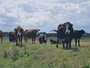 
                            <b>Een kudde koeien op grasveld, enkele staan en een paar liggen.</b><br>
                                                        <b>ISO:</b> 50 | <b>Sluitertijd:</b> 1/776 | <b>Diafragma:</b> f/3.5 | <b>Datum:</b> 2023-08-06

                        
