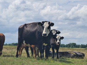 
                            <b>Zwart-witte koeien staan in een weiland, één ligt neer.</b><br>
                                                        <b>ISO:</b> 50 | <b>Sluitertijd:</b> 1/596 | <b>Diafragma:</b> f/3.5 | <b>Datum:</b> 2023-08-06

                        
