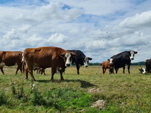 
                            <b>Een groep koeien graast op een groene weide onder een bewolkte lucht.</b><br>
                                                        <b>ISO:</b> 50 | <b>Sluitertijd:</b> 1/1876 | <b>Diafragma:</b> f/1.8 | <b>Datum:</b> 2023-08-06

                        